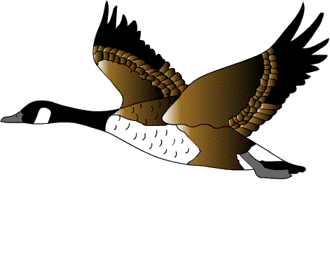 canard