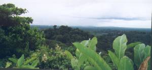 cacao
