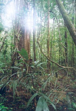 foret