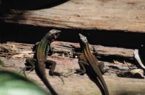 lezard