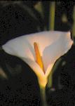 arum