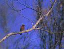 cardinal