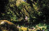 ravine