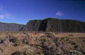 savane