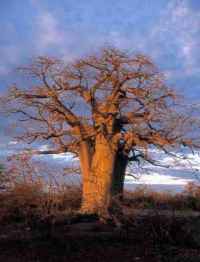 baobab