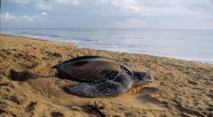 tortue3