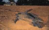 tortue2