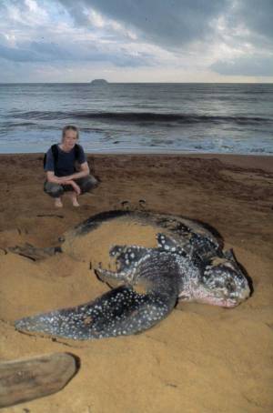 tortue1
