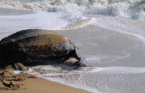 tortue4